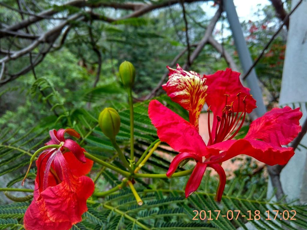 Purity Guest House Auroville Exterior foto
